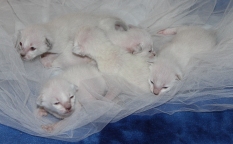 Andie's first litter - 9/4/2014